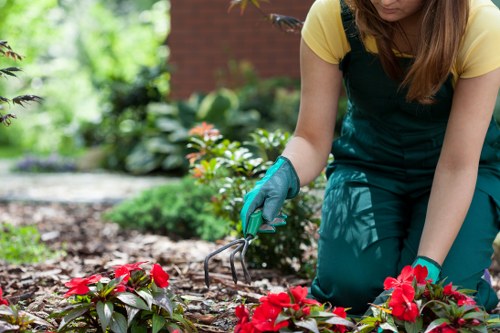 A person wearing a yellow top and teal gardening apron is kneeling on a garden bed, actively tending to vibrant red flowering plants with blue gloves, while using a small hand fork to loosen the soil around the plants. The garden features a well-maintained lawn with dense, green grass in the foreground, bordered by a mixture of shrubs, small flowering plants, and neatly trimmed hedges in the background. The scene appears to be outdoors on a bright, sunny day, with natural light illuminating the lush foliage and fresh soil. The surrounding environment suggests a residential garden space associated with professional gardening services typical in the Feltham area, incorporating a variety of textures such as soil, foliage, and paved pathways. The overall setting emphasizes careful maintenance and planting activity, highlighting the expertise of companies like Landscapers Feltham in outdoor garden care and landscaping services.
