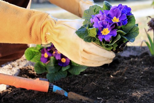 A gardener wearing yellow gloves tends to a flower bed in a backyard garden, planting purple and yellow primroses into dark, freshly turned soil. The garden features a small patch of well-maintained grass in the foreground, with a brick or paved area visible at the edge of the planting bed. In the background, blurred elements suggest a wooden fence or garden structure, indicating a private outdoor space typical of residential gardens in Feltham or the surrounding area. The scene is captured during daylight, with natural light highlighting the vibrant colors of the flowers and the texture of the soil, reflecting professional gardening care from Landscapers Feltham, known for their lawn and landscape maintenance services. This outdoor environment demonstrates a tidy, organized garden layout, focusing on flower planting and soil preparation within a typical UK residential setting.