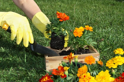 A gardener wearing yellow rubber gloves is planting a bright orange marigold in a small, rectangular wooden planter box on a lush green lawn. Surrounding the planter are additional marigolds in shades of orange and yellow, with dark green foliage providing contrast. In the background, there is a well-maintained grassy area that appears healthy and dense, characteristic of a landscaped garden in Feltham. The scene is outdoors, possibly on a sunny day with natural light highlighting the vibrant colors of the flowers and the greenery. The gardener is using a small trowel to carefully position the plant into the soil within the planter. This image demonstrates typical garden planting activity related to outdoor maintenance and gardening services, reflecting a neat, organized outdoor space suitable for detailed garden care by professionals like Landscapers Feltham.