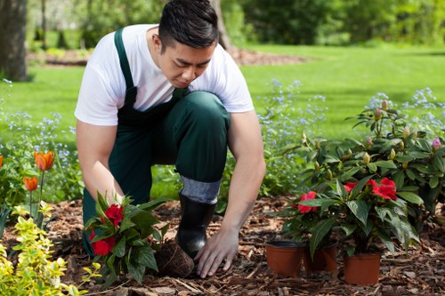 A gardener in a white shirt and green overalls is kneeling on a mulch bed in a well-maintained front garden, planting or tending to potted poinsettia plants with red bracts and dark green leaves. The garden features a lush, green lawn in the background, surrounded by trees and bushes, creating a natural and vibrant outdoor environment. The scene is lit by natural daylight, indicating a clear, sunny day. This setting showcases typical landscaping work that Landscapers Feltham might undertake to enhance outdoor spaces with planting and garden maintenance, focusing on healthy, colorful plant displays and tidy landscaping details near a residential property. The image emphasizes careful gardening, outdoor care, and the integration of decorative plants within a landscaped garden, highlighting professional gardening services in the Feltham area.
