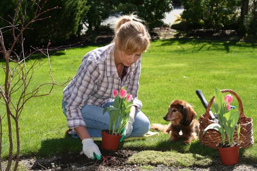 A woman with blonde hair tied back, wearing a plaid shirt and light blue jeans, is kneeling on a well-maintained green lawn in a garden during daytime. She is planting pink tulips into the soil in a terracotta pot, using gardening gloves. To her right, a small brown puppy with floppy ears is sitting attentively on the grass, watching her work. Behind her, there are two additional potted tulips with pink flowers placed on the ground, one of which is near a woven wicker basket that contains gardening tools and more tulips. The garden features a neat lawn bordered by a variety of shrubs, small trees, and flowering plants, creating a lush and vibrant outdoor space. Sunlight filters through the trees, illuminating the scene with natural light, suggesting a clear day with mild weather. The setting reflects a typical garden maintenance activity, highlighting gardening care and plant cultivation, and subtly emphasizing landscaping services available in Feltham.