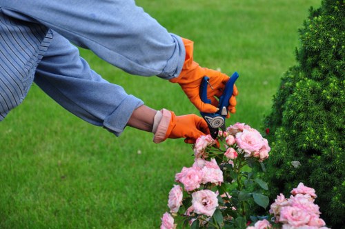 The image shows a gardener wearing a long-sleeved gray shirt and bright orange gardening gloves, using a small pruning shear to trim a cluster of pink roses in a well-maintained outdoor garden. The roses are in full bloom, with soft pink petals and dark green foliage. Surrounding the flower bed is neatly cut grass with a lush, vibrant green texture. In the background, there is a large, dense evergreen shrub with dark green branches, adding structure to the landscaped yard. The scene appears to be taken during daylight under natural lighting, with a clear or partly cloudy sky, contributing to the garden’s bright and inviting atmosphere. This setting exemplifies professional gardening and lawn care practices commonly seen in residential gardens in Feltham. The tidy arrangement, healthy plants, and well-kept lawn reflect landscaping services provided by companies like Landscapers Feltham, supporting garden aesthetics and outdoor maintenance. The overall composition highlights careful pruning, healthy plant growth, and thoughtful garden design suitable for a suburban outdoor space in the TW13 postcode area, integrating natural greenery with vibrant flowering plants typical of local landscaping efforts.