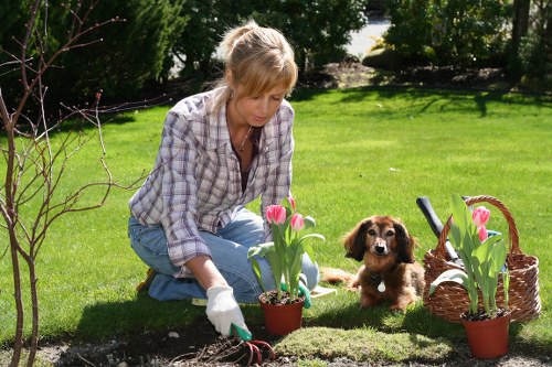 A woman with blonde hair, dressed in a checked shirt and light blue jeans, is kneeling on a well-maintained lawn in a garden in Feltham, England, during daytime, planting pink and white tulips from small pots into the soil. She is wearing gardening gloves and appears focused on her task. Next to her is a small brown and white puppy sitting on the grass, observing her activity. The garden features a neatly trimmed hedge in the background, with a vibrant green lawn stretching out and a few young, leafless trees or shrubs nearby. Two additional potted tulips are placed on either side of the planting area, and a woven basket containing gardening tools rests on the grass. The outdoor environment is bright and sunny, with clear natural light highlighting the fresh, natural earth tones and vivid greenery, reflecting a well-kept garden space typical of residential landscaping services in the Feltham area, such as those provided by Landscapers Feltham, supporting professional gardening and outdoor maintenance.
