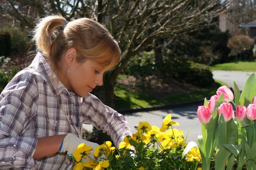 A woman with blonde hair tied back, wearing a plaid shirt and gardening gloves, tending to a garden bed in a residential outdoor space. The garden features a variety of flowers including yellow pansies and pink tulips, set against a background of lush green shrubs, trees with bare branches, and a driveway. The scene is outdoors on a bright, sunny day with natural light illuminating the garden. The garden layout includes flower beds bordering a paved pathway, with the lawn area situated towards the back. This setting exemplifies typical garden maintenance practices and landscape care, aligning with professional gardening and lawn care services offered by companies such as Landscapers Feltham, serving local residents in the Feltham postcode area.