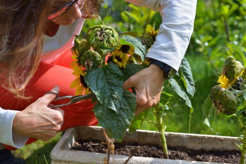 A gardener's hands are shown pruning a leafy, flowering plant in a rectangular garden bed filled with dark soil, located in a lush outdoor garden environment. The plant features broad green leaves and bright yellow flowers, with some unopened buds present. The background reveals a well-maintained lawn area with vibrant green grass and other garden plants, indicating a healthy, landscaped outdoor space typical of residential gardens in Feltham. The scene is well-lit with natural sunlight, highlighting the fresh greenery and natural tones of the garden, which is part of a gardening service's portfolio focused on plant care and landscape maintenance. The gardener's focus on pruning illustrates routine garden upkeep, supporting professional gardening and landscaping activities provided by Landscapers Feltham.
